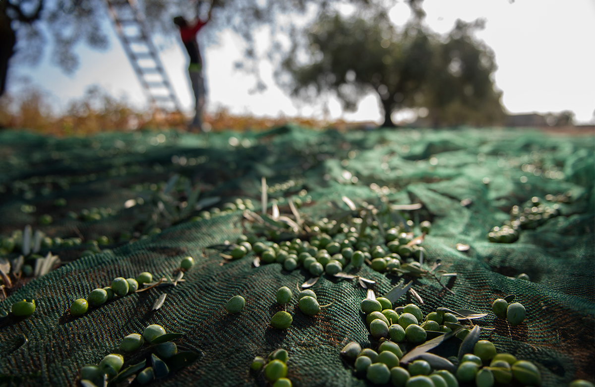 Oliveto Italia: Campagna 2024/25 ferma a 224mila tonnellate