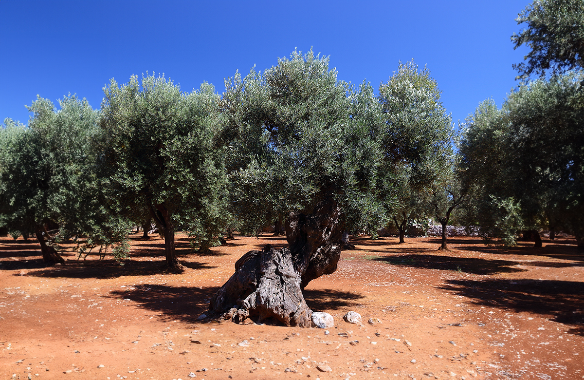 L’olivicoltura italiana in cifre