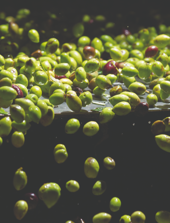 Dagli scarti delle olive un ingrediente per nuovi prodotti alimentari