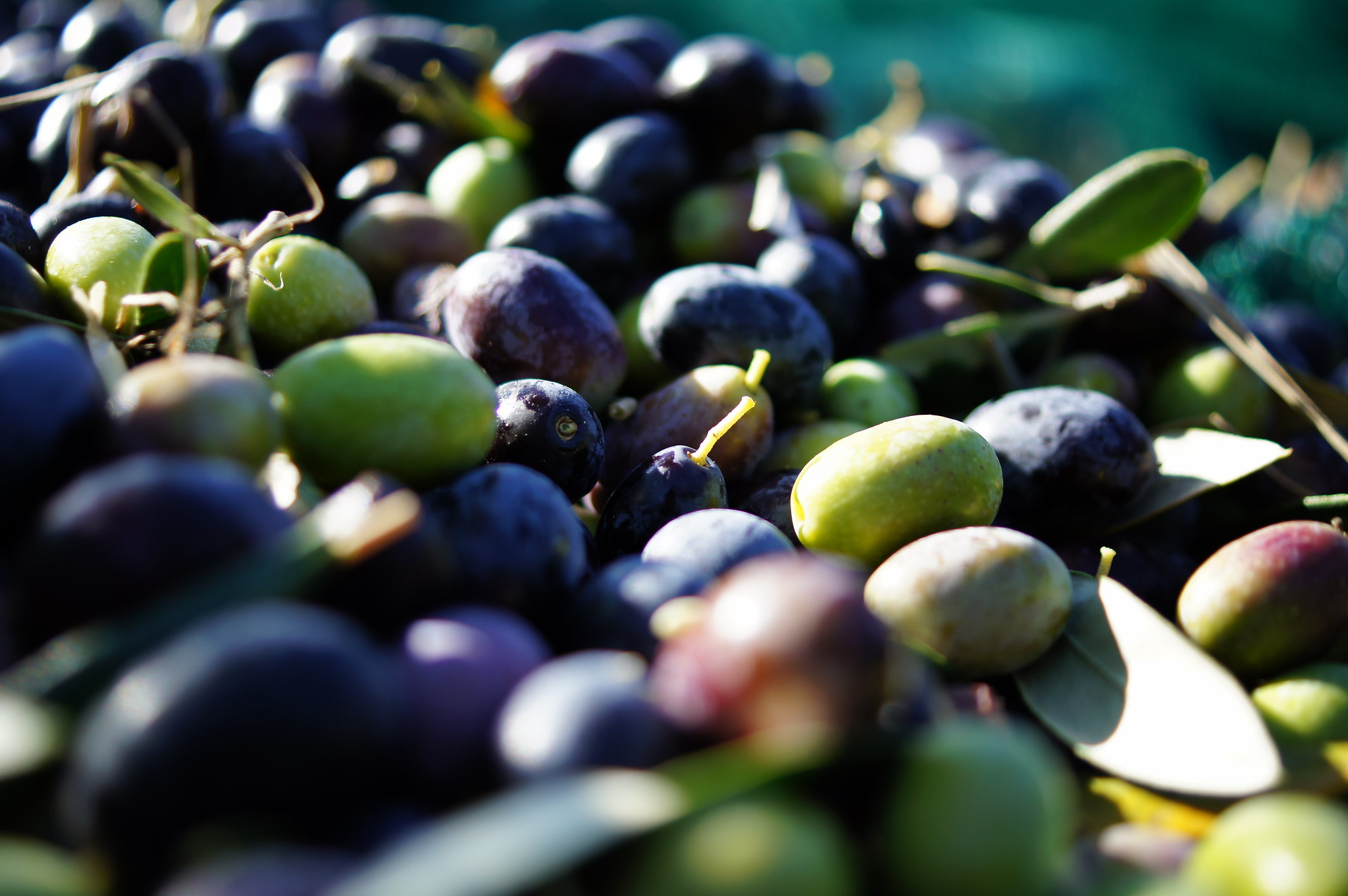 Dai noccioli di oliva viene prodotto il biocarburante per case e aerei