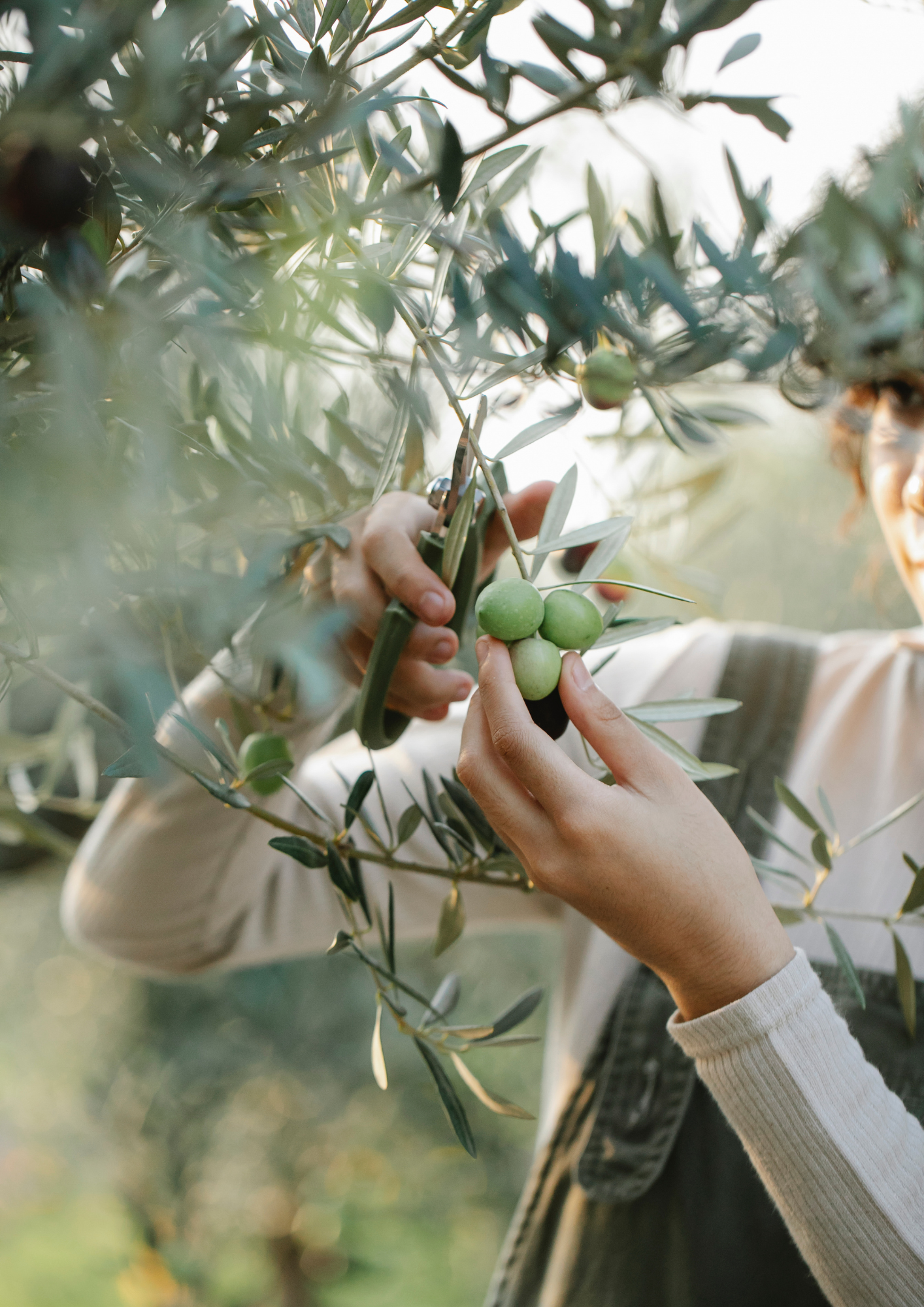 Le foglie di olivo: un alleato naturale prezioso per la salute